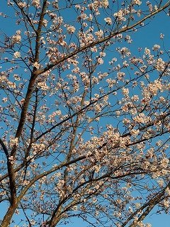 q-DSC_0603.jpg